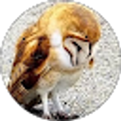 Profile photo of Deborah Swarm