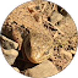 Profile photo of Marco Cruz