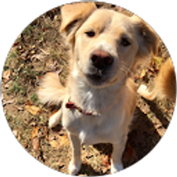 Profile photo of Yasmeen Ireifej