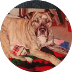 Profile photo of patti Stohlmann