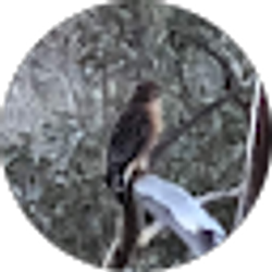Profile photo of Dale Hill