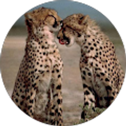 Profile photo of Tracey K