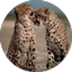 Profile photo of Tracey K