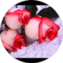 Profile photo of Amanda Snyder