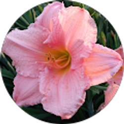 Profile photo of Elaine Vainosky