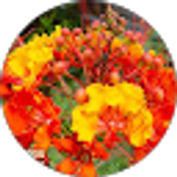 Profile photo of Melana MacLeod