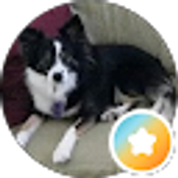 Profile photo of Susan Mitchell