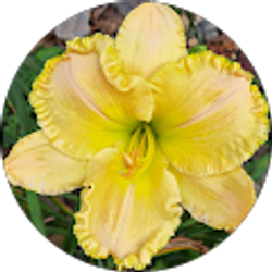 Profile photo of Debra Farmer