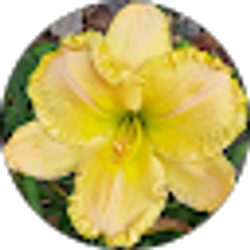 Profile photo of Debra Farmer