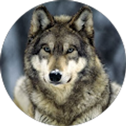 Profile photo of Bojan Anic