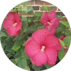 Profile photo of Maria Estrada