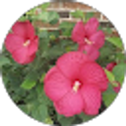 Profile photo of Maria Estrada