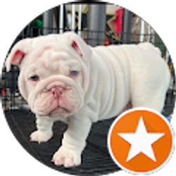 Profile photo of Sis