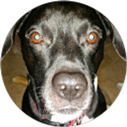 Profile photo of Dan Cooley (Wheezer)