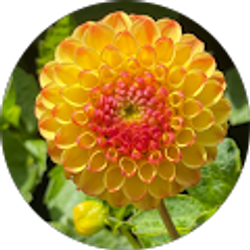 Profile photo of Shandy Mullikin