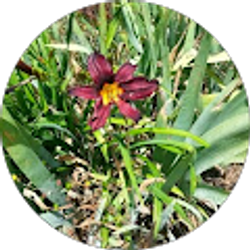 Profile photo of Sarah B Bond