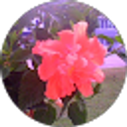 Profile photo of Tracy Shannon