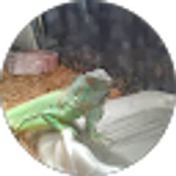 Profile photo of Micheal Haynes