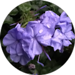 Profile photo of Anita Saiymeh