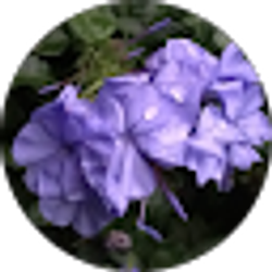 Profile photo of Anita Saiymeh