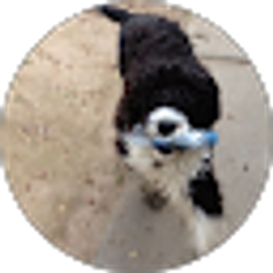 Profile photo of Cole Hough