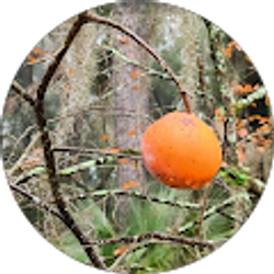 Profile photo of Julie Dicks