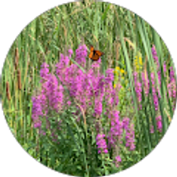 Profile photo of Ash