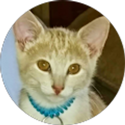 Profile photo of Papao Vongdeuane