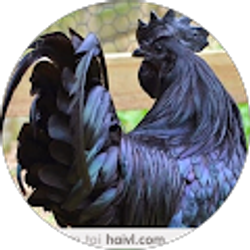 Profile photo of Mike Tran