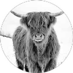 Profile photo of Kayla