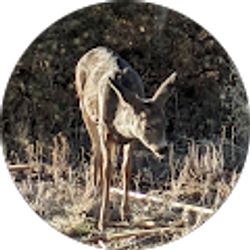 Profile photo of Scott Gergely