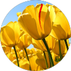 Profile photo of Carol Hodges