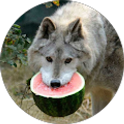 Profile photo of Ryan Nelson