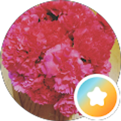 Profile photo of Emily Rose