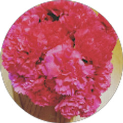 Profile photo of Emily Rose