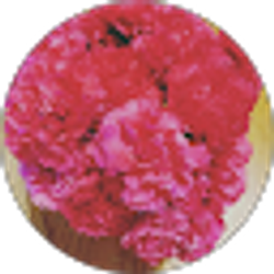 Profile photo of Emily Rose