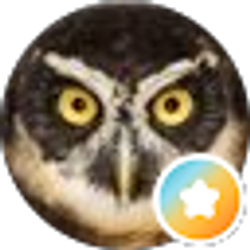 Profile photo of Daniel Costalis