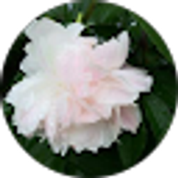 Profile photo of Sherri Agee