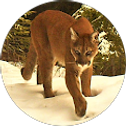 Profile photo of Bob Abe