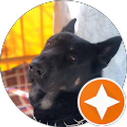 Profile photo of sergi leverashvili