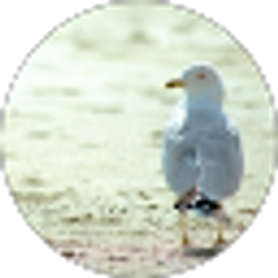 Profile photo of Chris Mabee