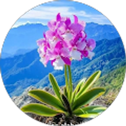 Profile photo of veronica Tovar