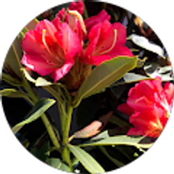 Profile photo of Sangeetha Mongam