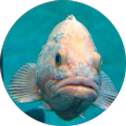 Profile photo of Mike Whittaker