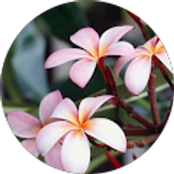 Profile photo of Mee Vang