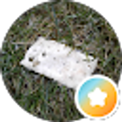 Profile photo of O trinity
