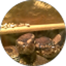 Profile photo of Harris Harrison