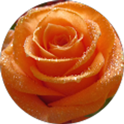 Profile photo of Sandra Czarnik