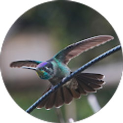 Profile photo of Bob Honig