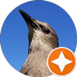 Profile photo of Tripp Gwyn (Enso)